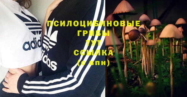 гашик Богданович
